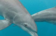 A Half Day Private Dolphins And Snorkeling Tour To Mnemba Island