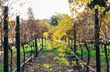 Guided Wine Journey and Discovery Tasting Tour in Adelaide