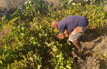 Vegetarian food Cooking Class in Chefchaouen