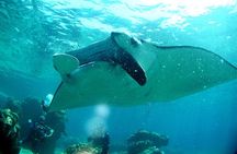 Okinawa: From Naha: 1 day Kerama Islands diving license required