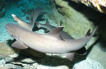 Okinawa: From Naha: 1 day Kerama Islands diving license required