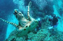 Okinawa: From Naha: 1 day Kerama Islands diving license required