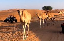 Doha, Qatar: Desert Safari, Inland sea and Camel Ride Adventure.