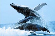 Humpback Whales Excursion in Samana