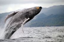 Humpback Whales Excursion in Samana