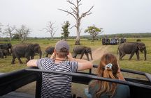Sigiriya Lion Rock & Evening Safari Full Day Private Tour
