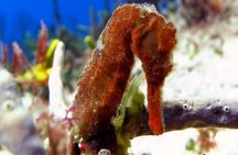 Certified Diving Experience in Cozumel