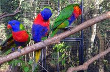 Brazilian Side of the Cataratas and Parque Das Aves with tickets
