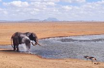 3 days Tsavo East & Amboseli Safari from Mombasa/Diani or Nairobi