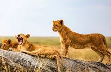 5-Day Tanzania Safaris (living Among lions-mid-range)