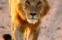 6 Days Enchanting Tanzania Safaris - Mid Range Safari