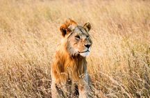2Days 1 Night From Arusha Tanzania to Amboseli Park Kenya