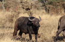 2Days 1 Night From Arusha Tanzania to Amboseli Park Kenya