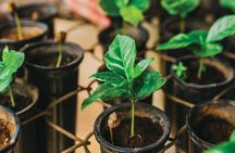 Hacienda Doka Coffee Experience Tour 