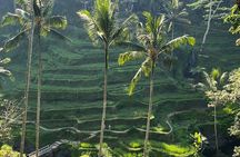 Private Car Charter Tour With Driver In Bali