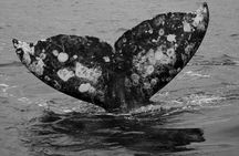 Gray Whale Journey: 10-Hour Tour with 3 Hours of Whale Watching