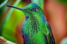 Monteverde Cloud Forest Tour