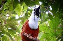 Monteverde Cloud Forest Tour