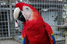 Roatan Zipline Adventure, Sloths & Monkeys,Chocolate Factory Tour