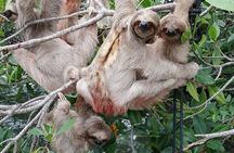 Roatan Zipline Adventure, Sloths & Monkeys,Chocolate Factory Tour