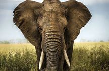 Small Group to Aquila Big5 Private Game Reserve with Wine Tasting