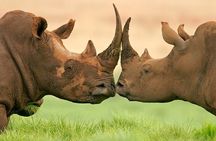 Small Group to Aquila Big5 Private Game Reserve with Wine Tasting