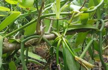 Private Spice Tour and Jozani Forest in Zanzibar