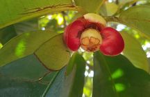 Private Spice Tour and Jozani Forest in Zanzibar