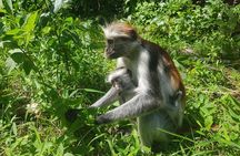 Private Spice Tour and Jozani Forest in Zanzibar