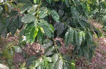 Jamaica Blue Mountain Coffee Tour and sightseeing experience