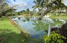 Discover Mud pool/Hot -Spring Nadi