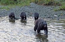 VIP Private Alaska Native Excursion (Cultural, Scenic Experience)
