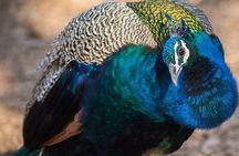 5 Day Golden Triangle Tour with Bharatpur Bird Sanctuary