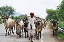 7 Day Golden Triangle with Udaipur-Delhi Agra Jaipur Udaipur Tour