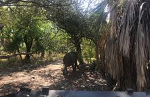 Discover the Beauty of Day Safari to Selous Game Reserve 