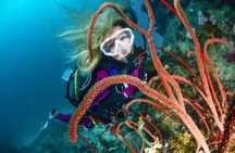 Scuba dive with sharing transfers