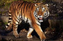 6 Day Golden Triangle with Ranthambore - Taj Mahal Sunset/Sunrise