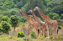 3 Days All Inclusive Zanzibar to Tarangire Ngorongoro