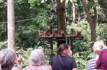 Full-Day Sepilok Orangutan and Sandakan City Trail from Kota Kinabalu