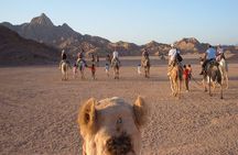 Hurghada Desert Safari and Bedouin Dinner