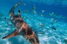 6 Hour Private Boat Activity with Snorkeling & Lunch