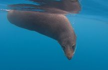Seal Kayaking Adventure in Kaikoura
