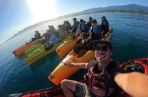 Seal Kayaking Adventure in Kaikoura