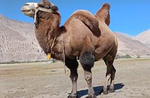 6 days Private Guided Tour of Ladakh from Delhi by flight & car