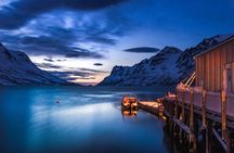 Arctic Wildlife and Fjord Sightseeing