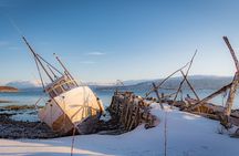 Arctic Wildlife and Fjord Sightseeing