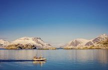 Arctic Wildlife and Fjord Sightseeing