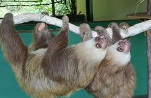 Aerial Tram & Sloth Sanctuary in the Rainforest