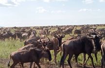  5 Days Classic Tarangire, Serengeti and Ngorongoro Crater Tour