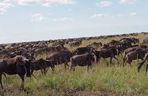  5 Days Classic Tarangire, Serengeti and Ngorongoro Crater Tour